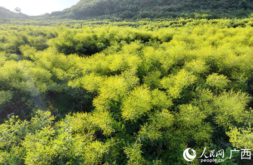 Foto menunjukkan pohon cendekiawan Cina yang keemas-emasan di sebuah kebun milik keluarga di pekan Baibao, kaunti Quanzhou, bandar Guilin, Wilayah Autonomi Zhuang Guangxi di selatan China. (People’s Daily Online)